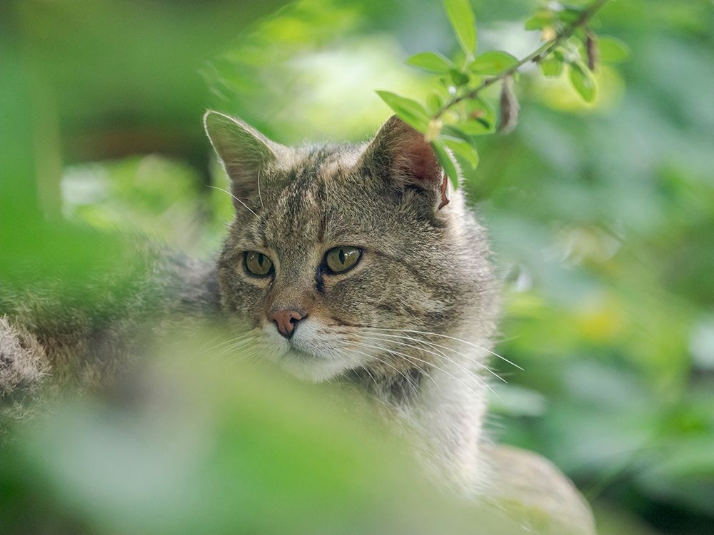 European wildcat in Wildkatzendorf Huetscheroda (wildcat village)-Hainich-Thuringia-Germany